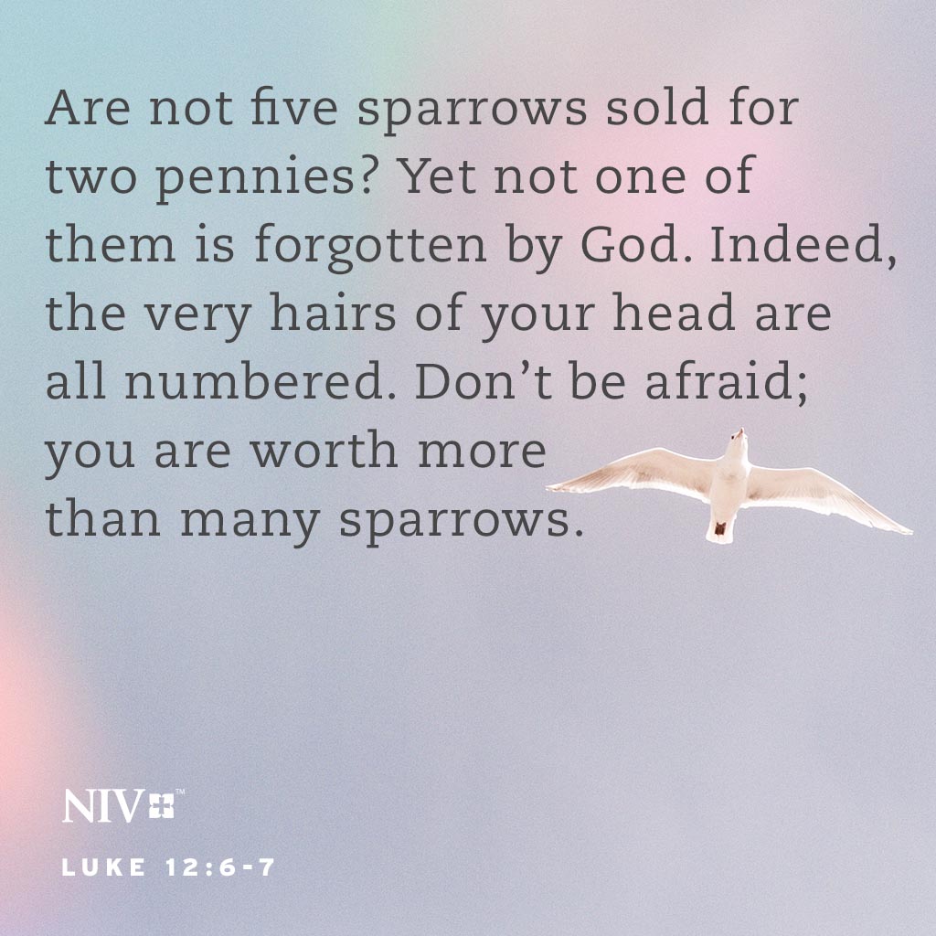 Verse of the day